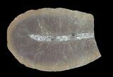 Unidentified Fossil Worm (Pos/Neg) - Mazon Creek #70605-1